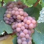 Appartamento Vinarsky Dvur Turna *